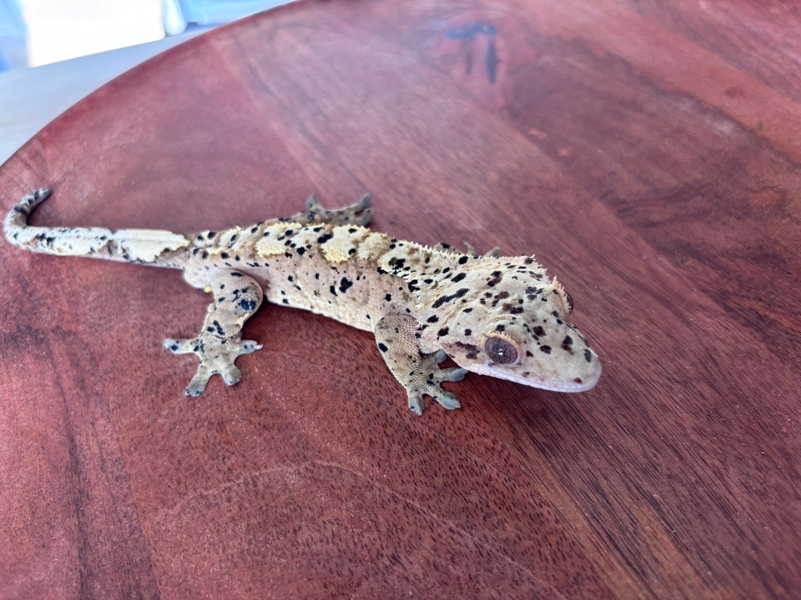 Correlophus ciliatus - Crested Gecko - Wimpergekko, Dieren en Toebehoren, Hagedis, 0 tot 2 jaar
