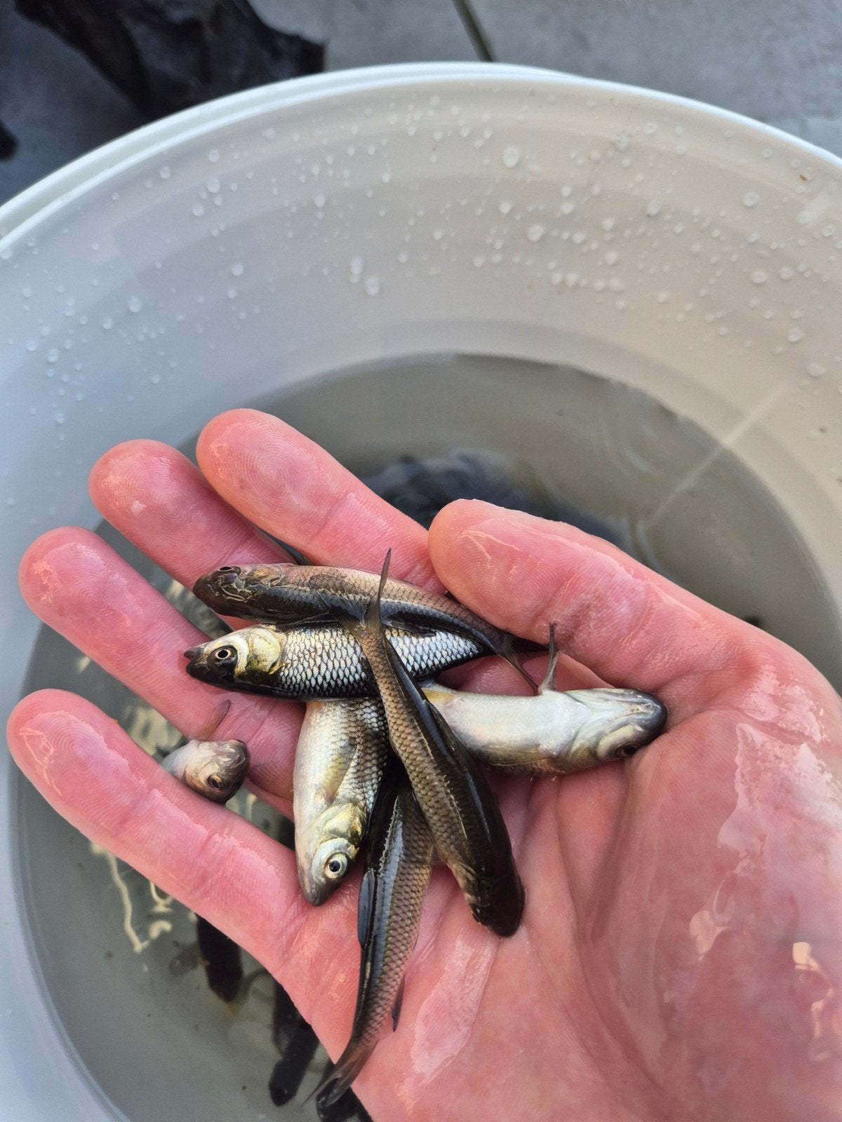 Graskarpers 6 tot 9 cm, Karper of Koi