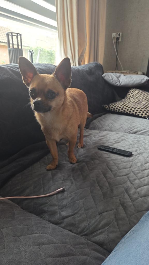 Chihuahua, Reu, Eén hond, Chihuahua, 3 tot 5 jaar