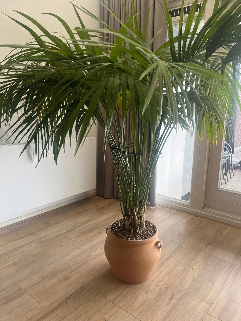 Prachtige varenplant op hydrocultuur, Huis en Inrichting, Kamerplanten, Ophalen, Palm, Halfschaduw, In pot