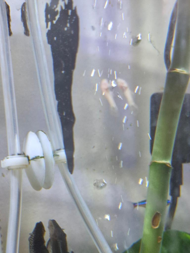 Algeneter, Vis, Zoetwatervis