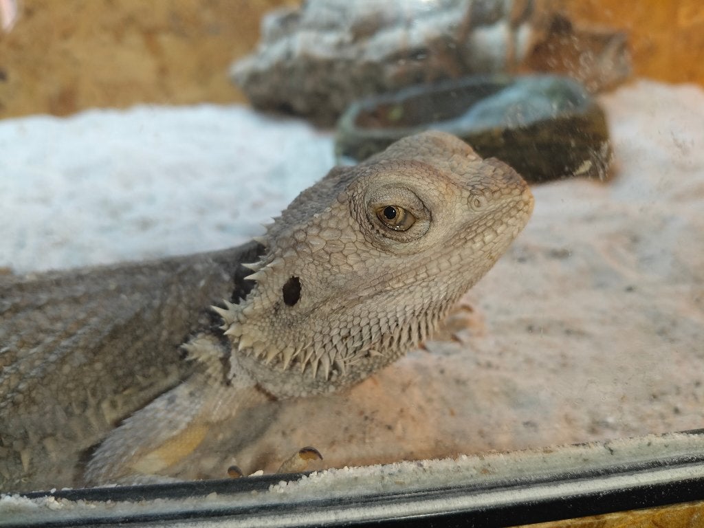 baardagaam met compleet terrarium en alle benodigdheden Bearded Dragon photo 2