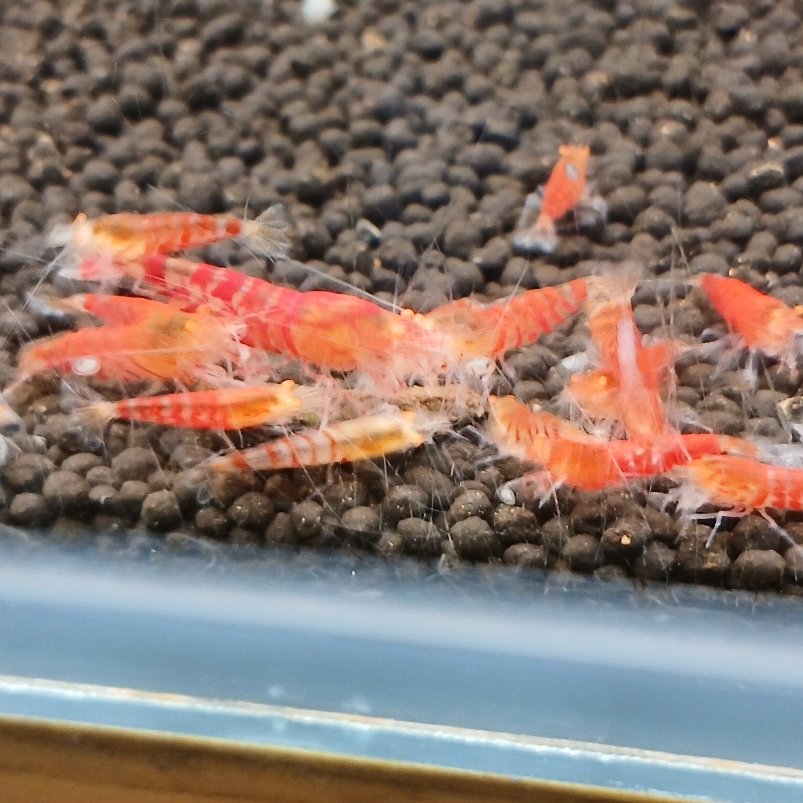 red lily tiger oe 35-40 stuks kweekgroep, Dieren en Toebehoren, Kreeft, Krab of Garnaal, Zoetwatervis