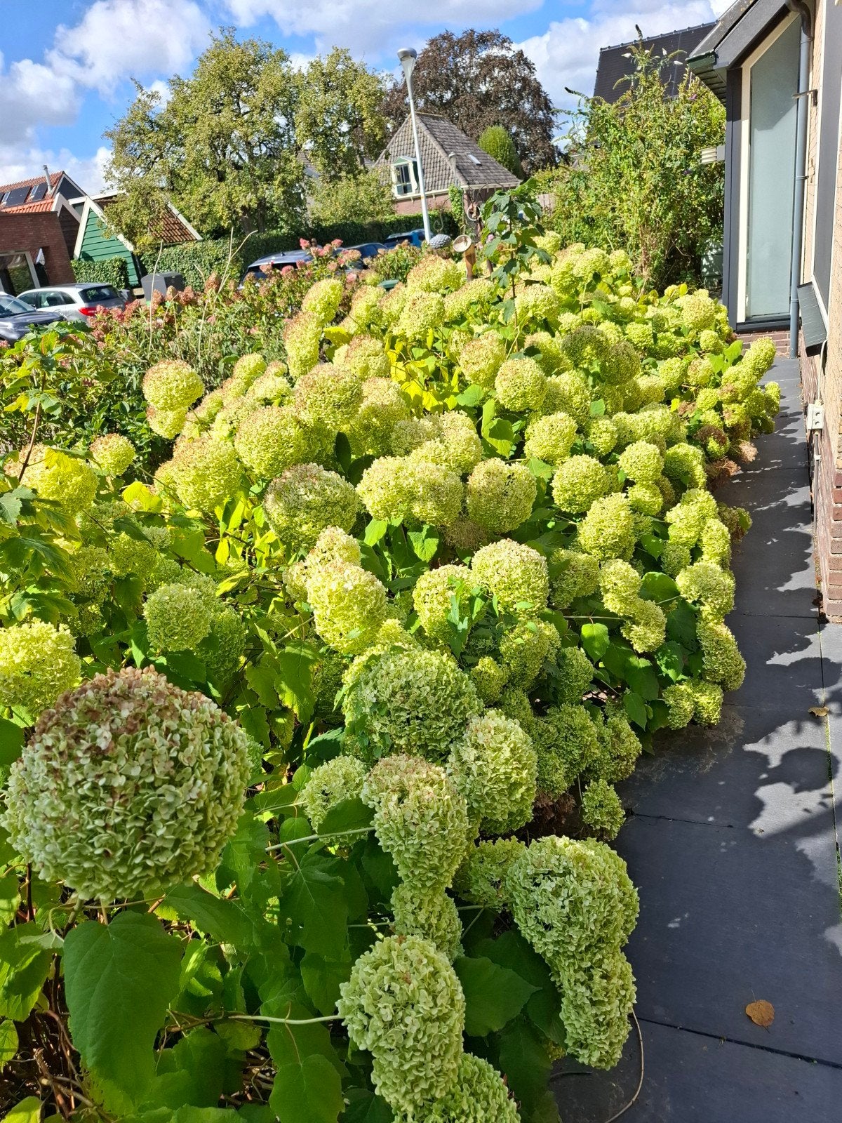 Annabelle Strong  Annabelle  nog enkele te koop zelf uitgrav, Ophalen, Hortensia