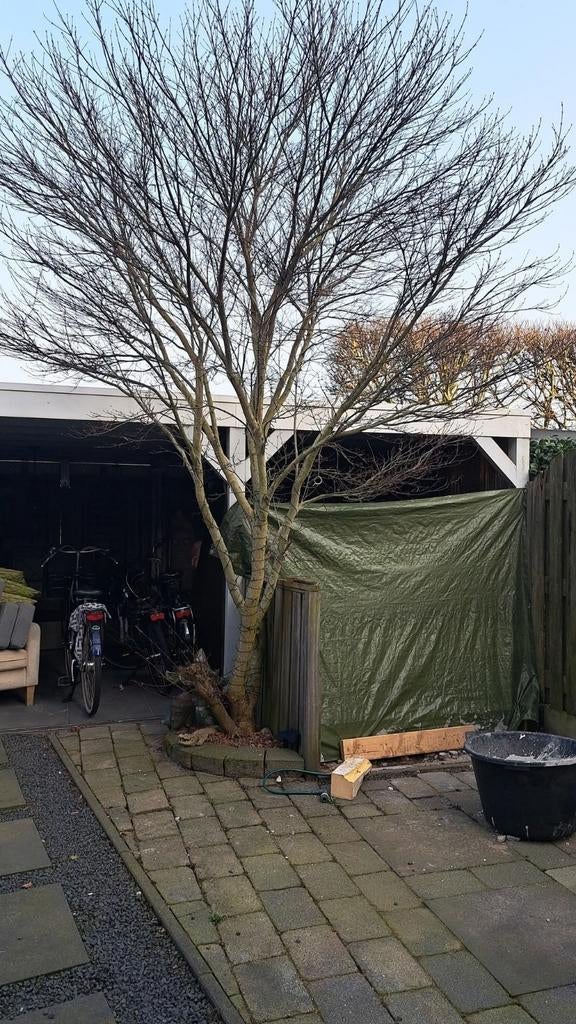 15 jaar oude japanse esdoorn, Bloeit niet, Halfschaduw, 100 tot 250 cm, Overige soorten