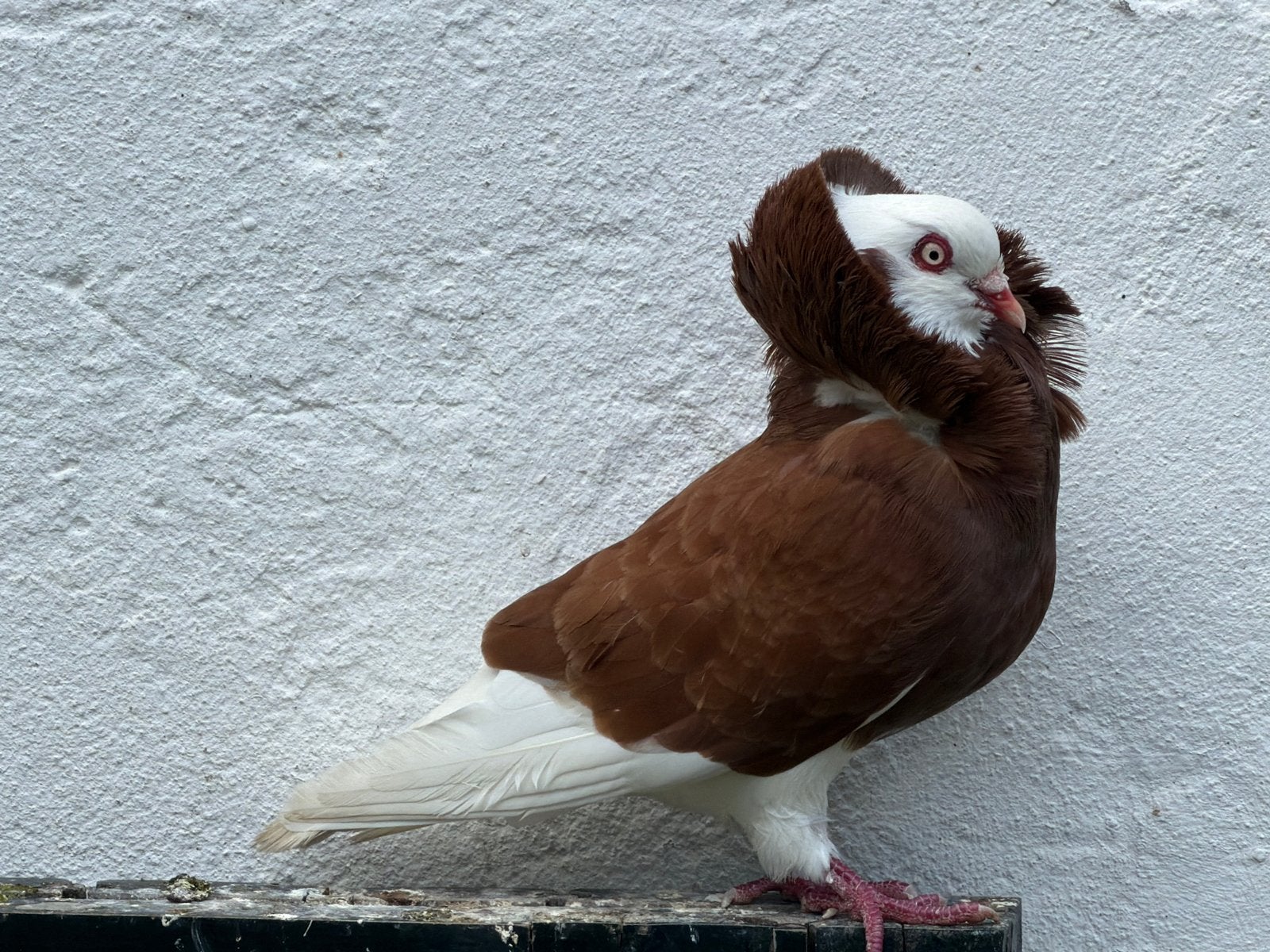 Doffer oud-hollandse kapucijner, Dieren en Toebehoren, Vogels | Duiven, Mannelijk, Kropper