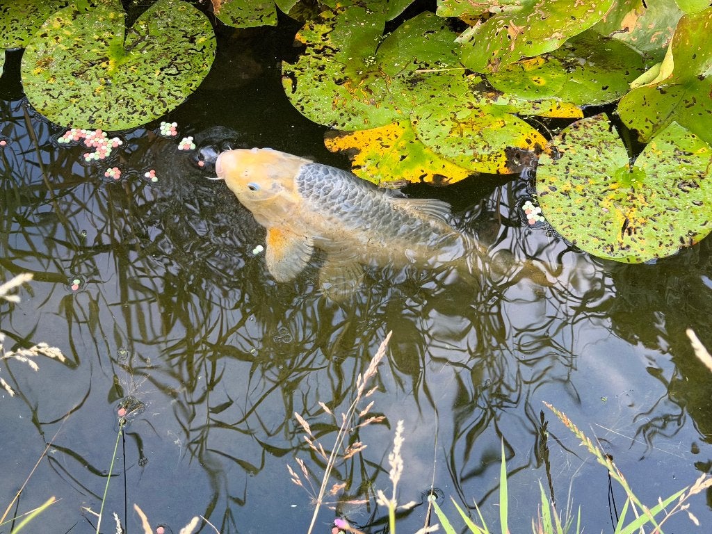Koi/Goudkarpers, Karper of Koi