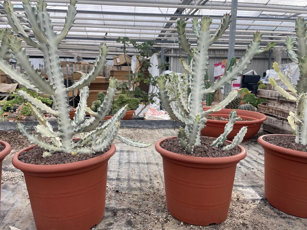 Cactus Euphorbia Lactea White Ghost potmaat 30cm, Minder dan 100 cm, Bloeiende kamerplant, Halfschaduw, Ophalen of Verzenden