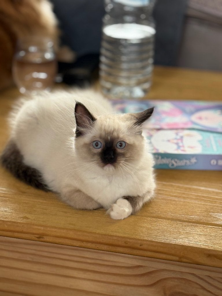 Ragdoll, Meerdere dieren, Gechipt