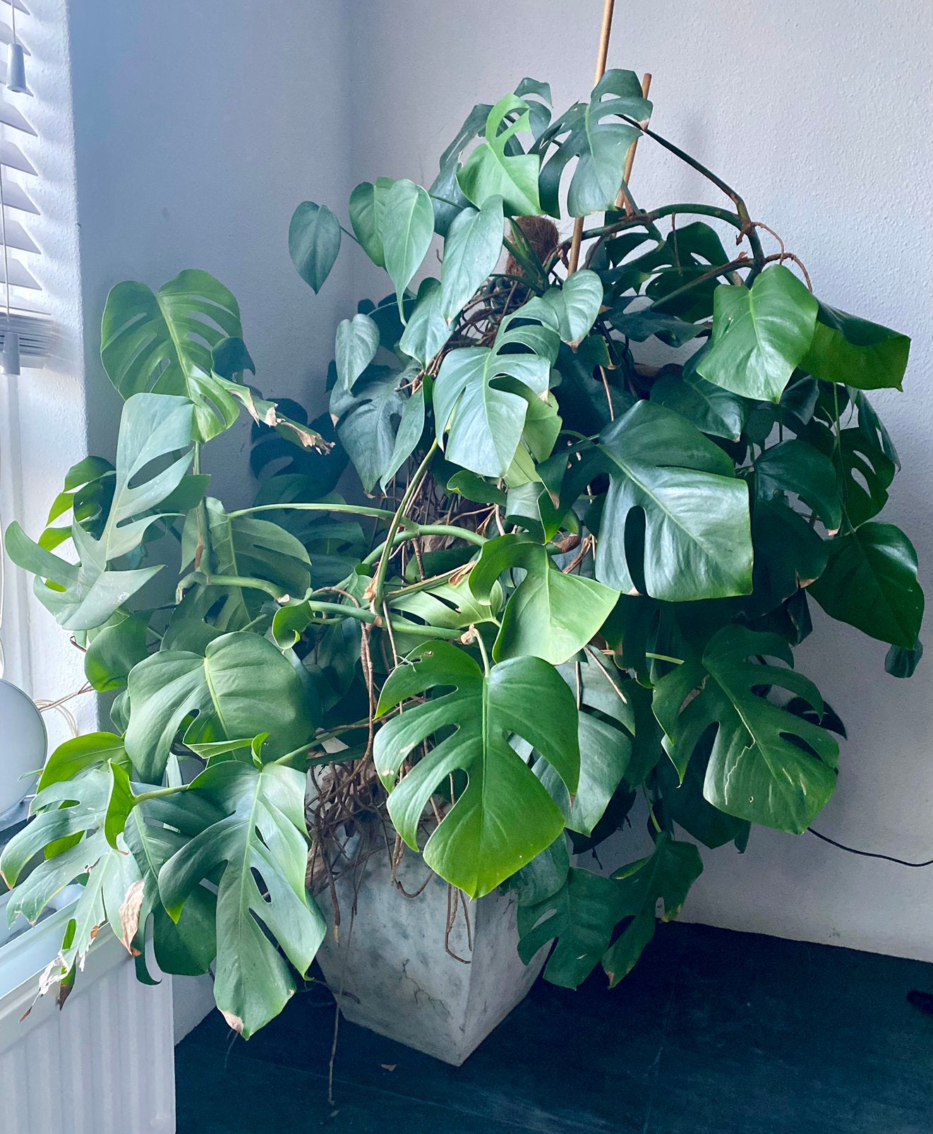 Grote Monstera plant, Huis en Inrichting, Kamerplanten, Ophalen, Halfschaduw, Minder dan 100 cm