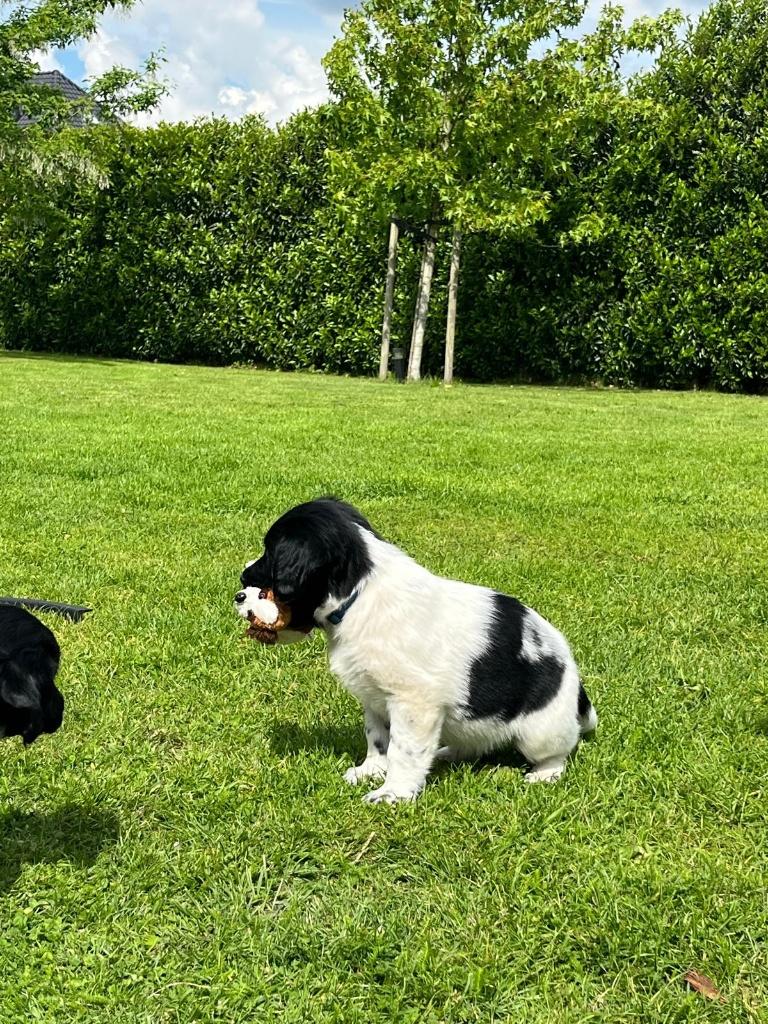 Friese stabij pup, Parvo, Overige rassen, 8 tot 15 weken, Teef