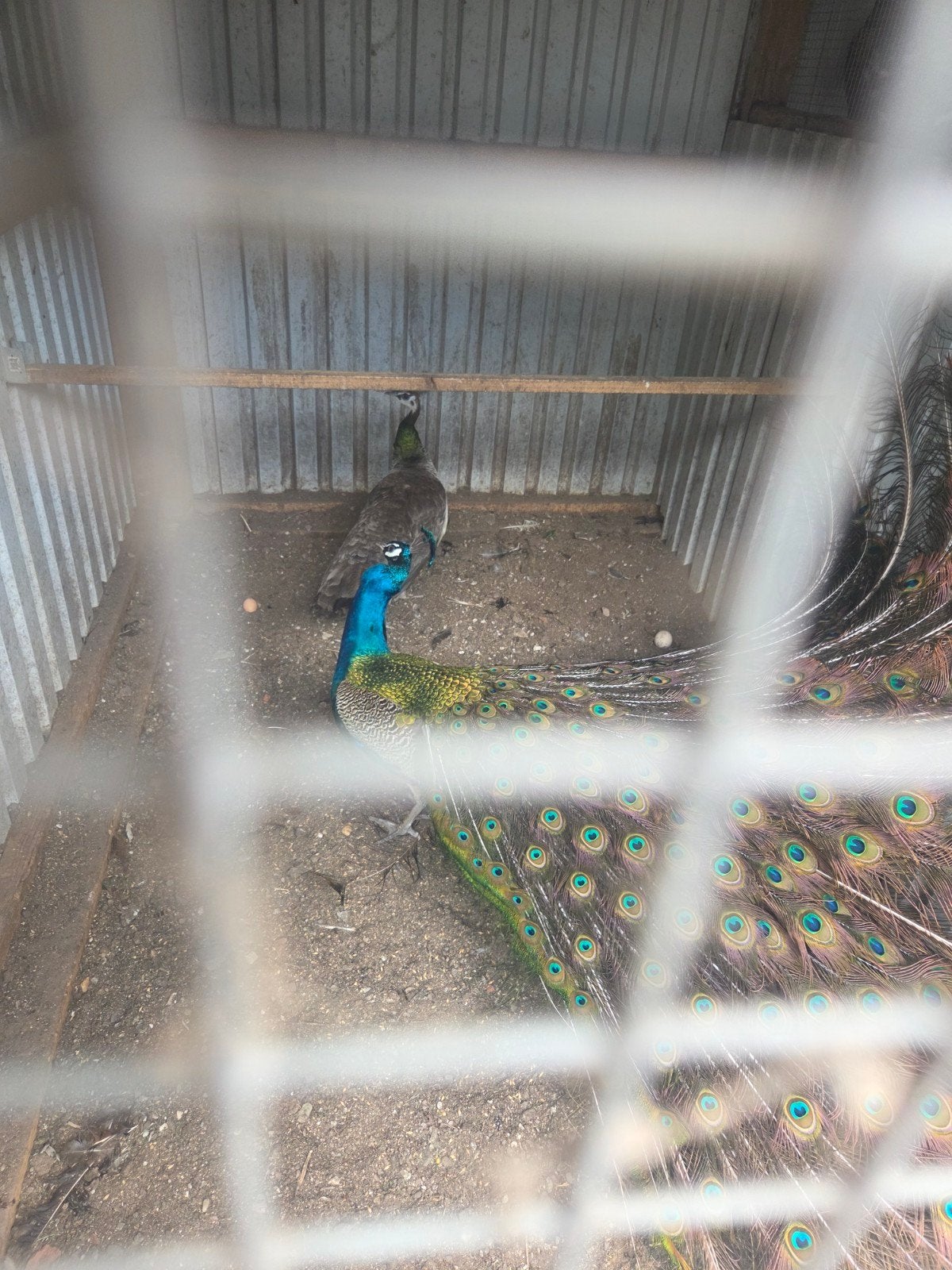 Te koop koppel pauwen, Dieren en Toebehoren, Pluimvee, Meerdere dieren, Overige soorten