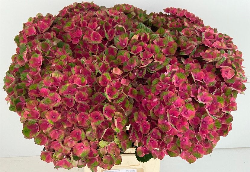 Foto 2 van Goed vertakte hortensia planten