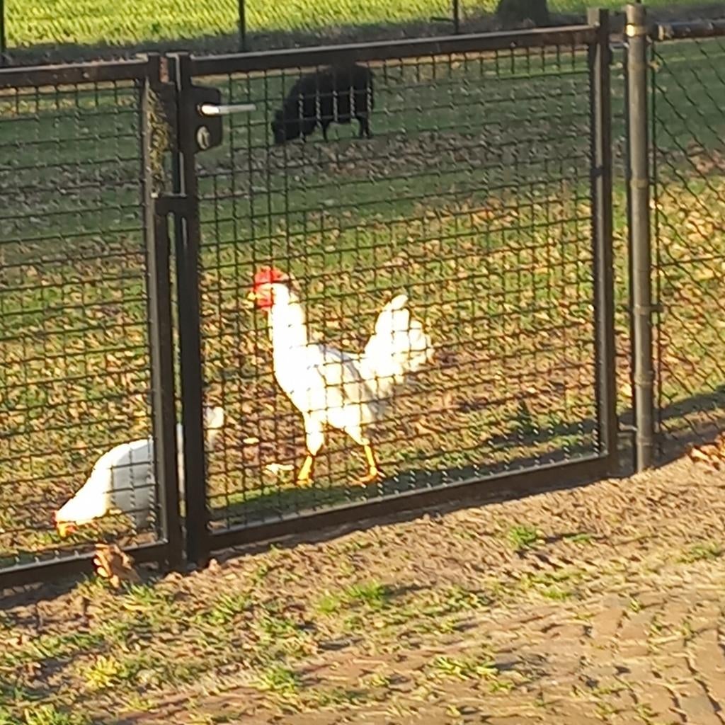 Broedeieren van de gewone witte leghen, Dieren en Toebehoren, Pluimvee, Geslacht onbekend, Kip