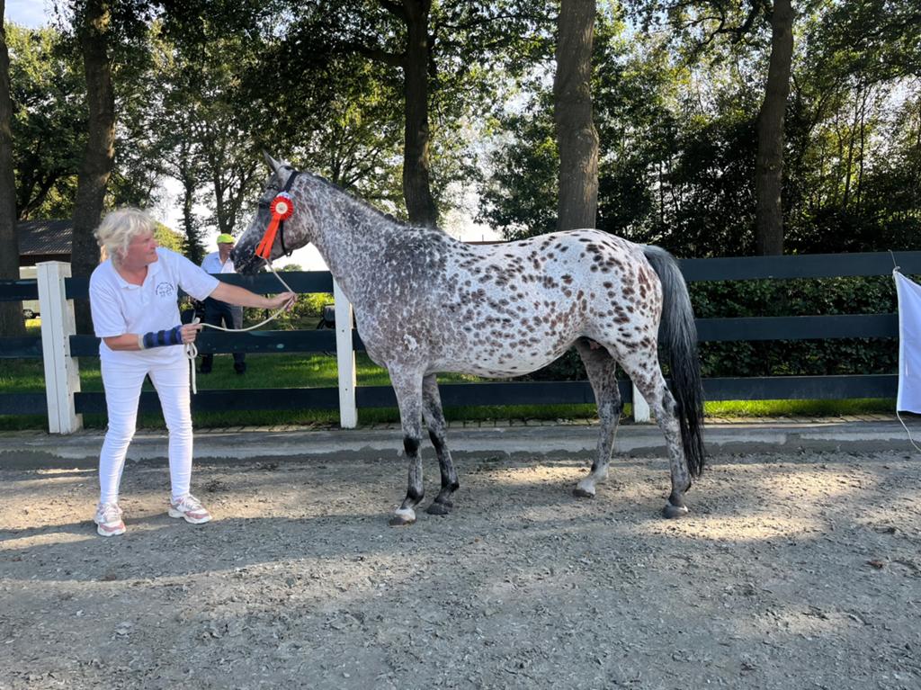 Lease pony, Dieren en Toebehoren, Ophalen of Verzenden