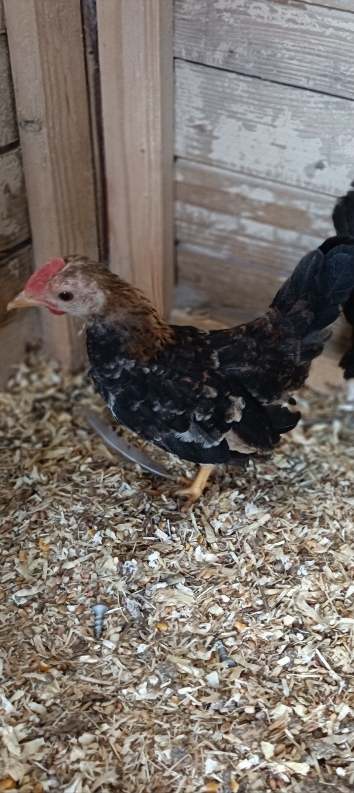 Ayam Serama haan, Dieren en Toebehoren, Mannelijk, Kip