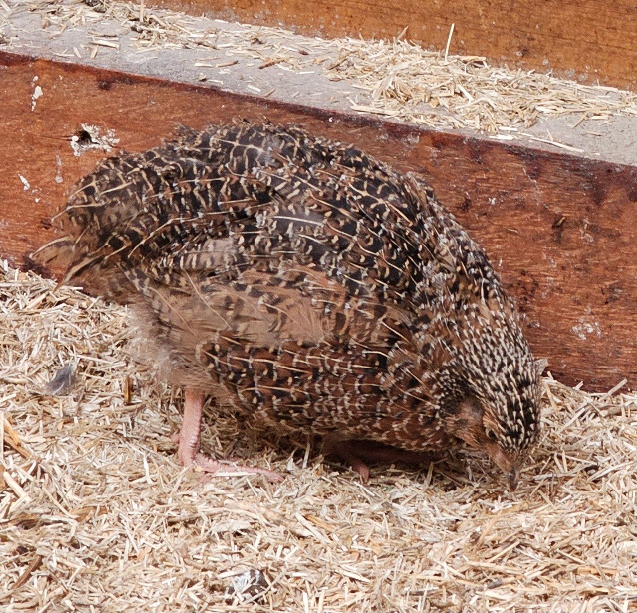Jonge Japanse kwartels, Meerdere dieren, Overige soorten