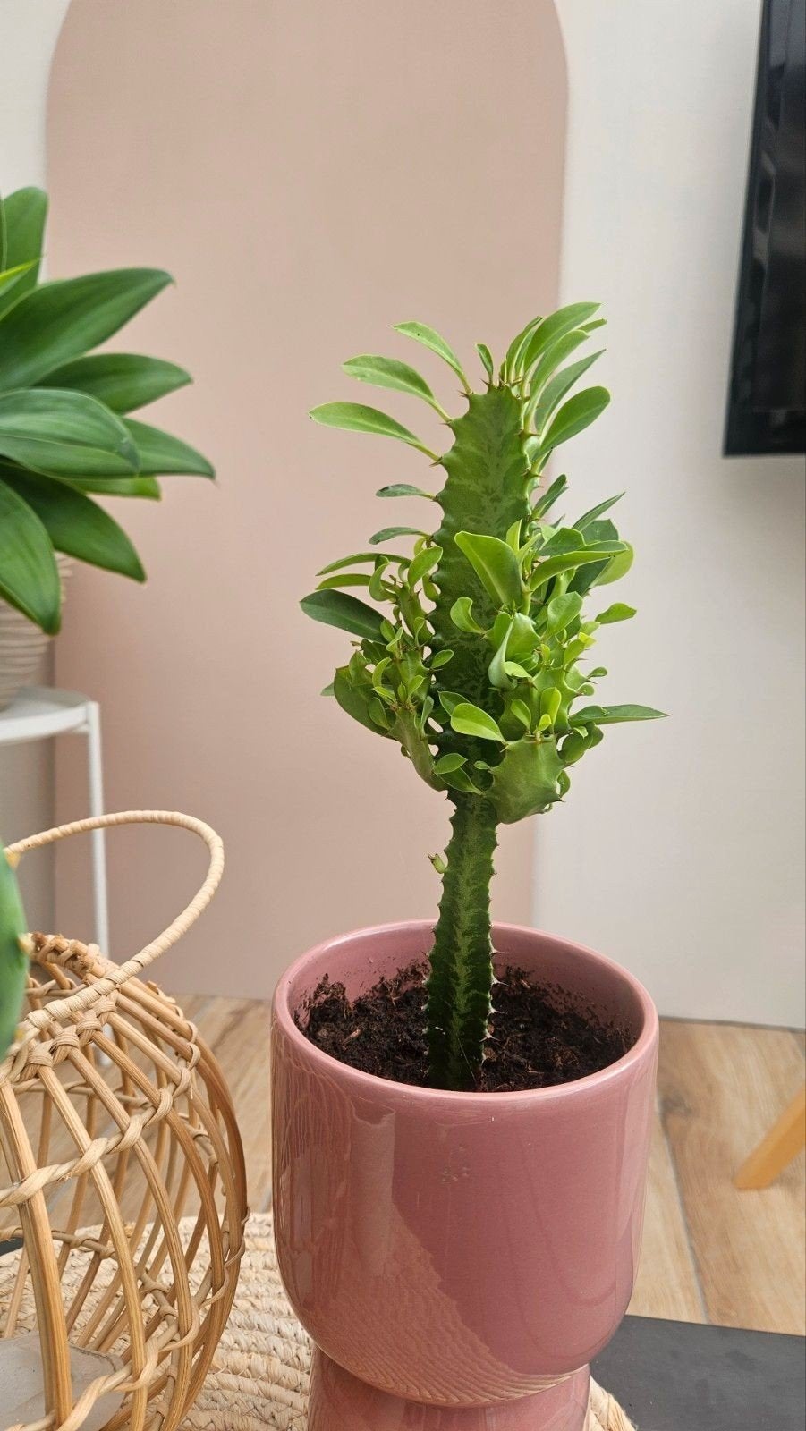Grote Euphorbia Trigona Cactus / Afrikaanse melkboom plant, Ophalen of Verzenden, Volle zon, Minder dan 100 cm