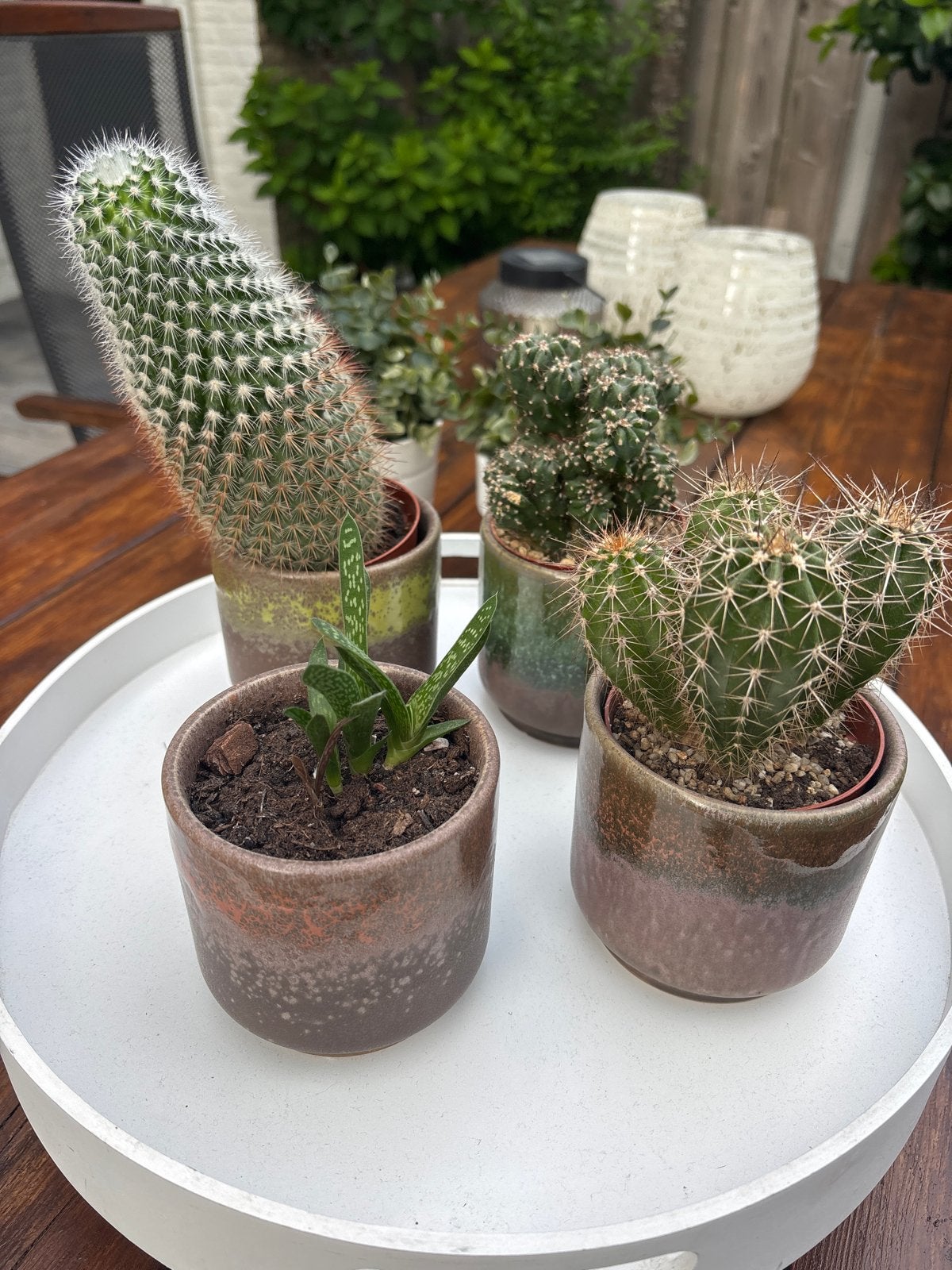 4 vetplantjes met potten.10 euro, Ophalen