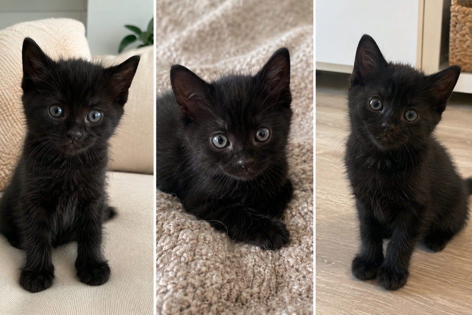 Goed gesocialiseerde kittens, Dieren en Toebehoren, Katten en Kittens | Overige Katten