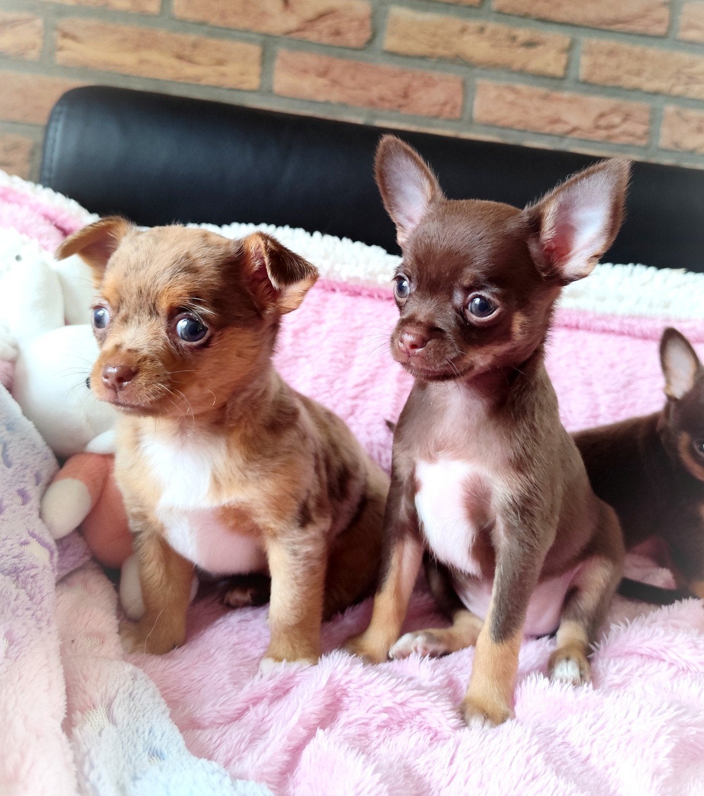 NOG TWEE mega schattige en lieve chihuahua puppys ️, 8 tot 15 weken, Meerdere, Meerdere dieren, Chihuahua