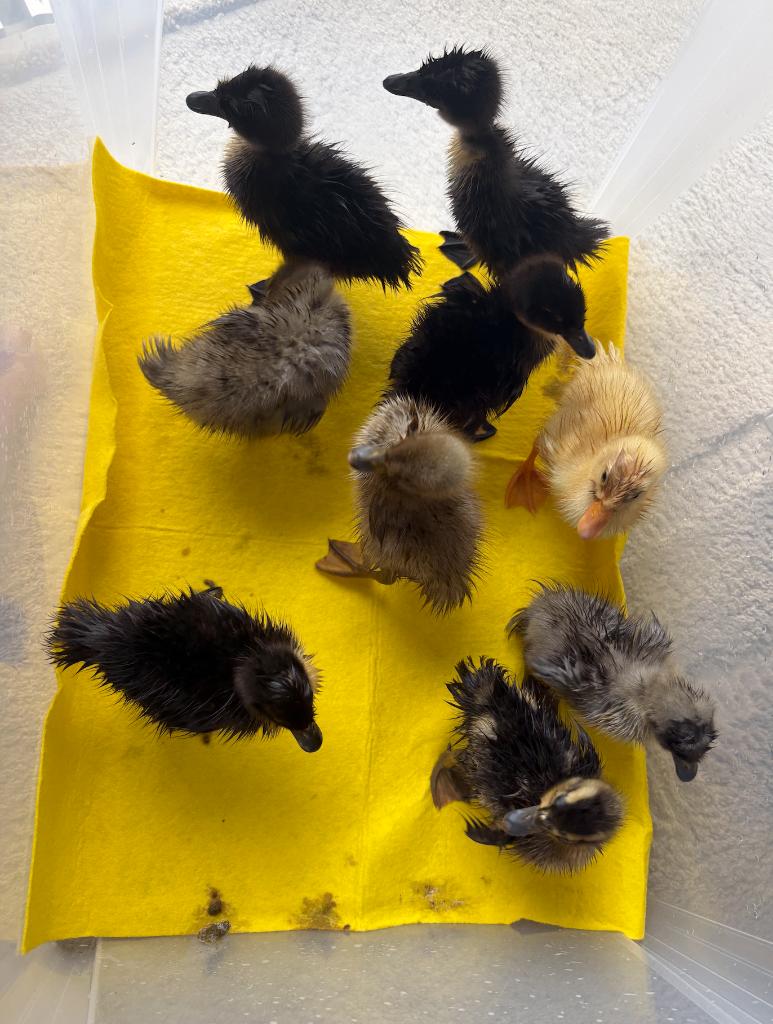 Loopeend kuikens, Dieren en Toebehoren, Pluimvee, Geslacht onbekend, Eend