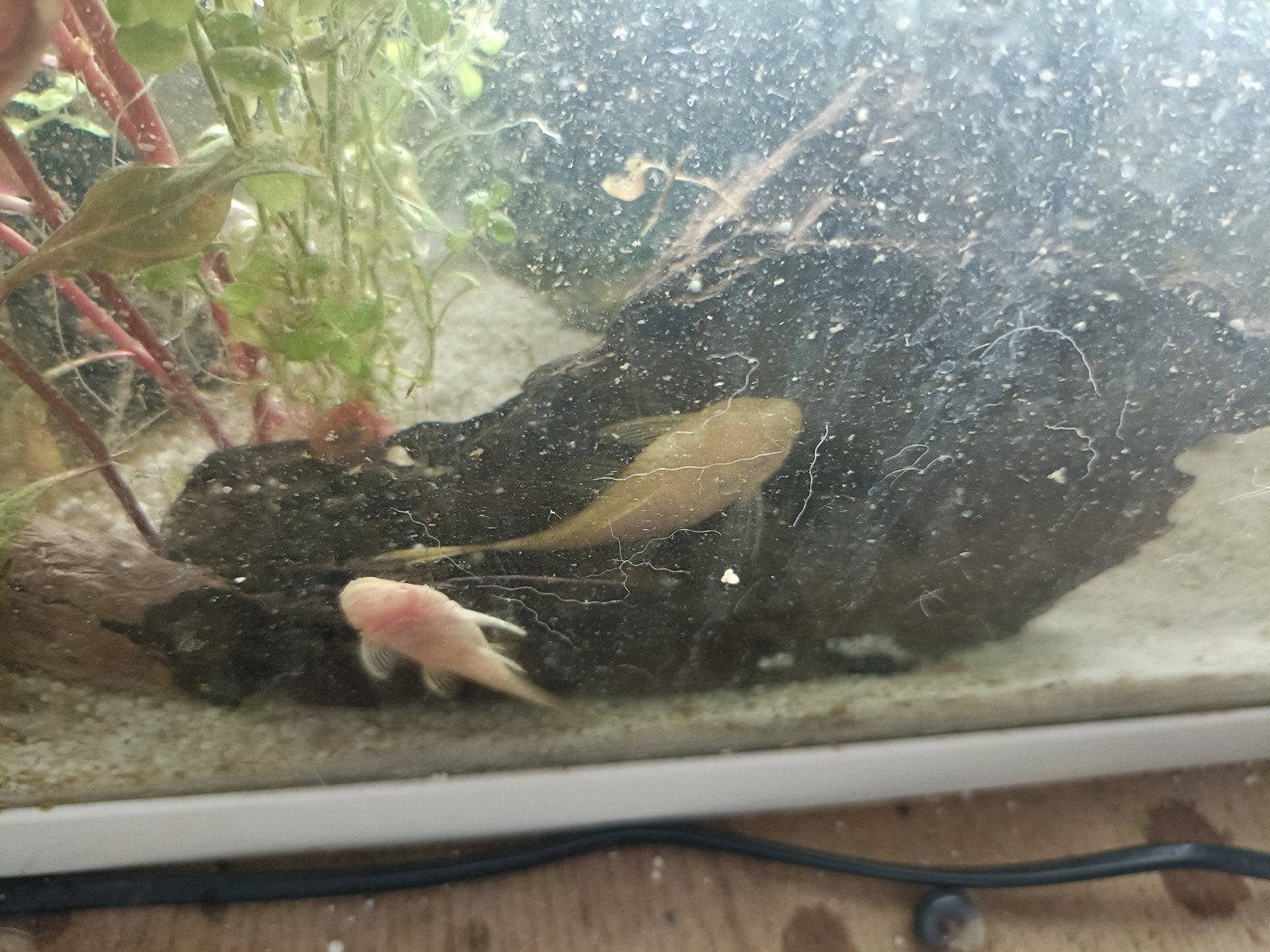 Twee jonge albino ancistrussen aangeboden Vrouwtjes., Vis