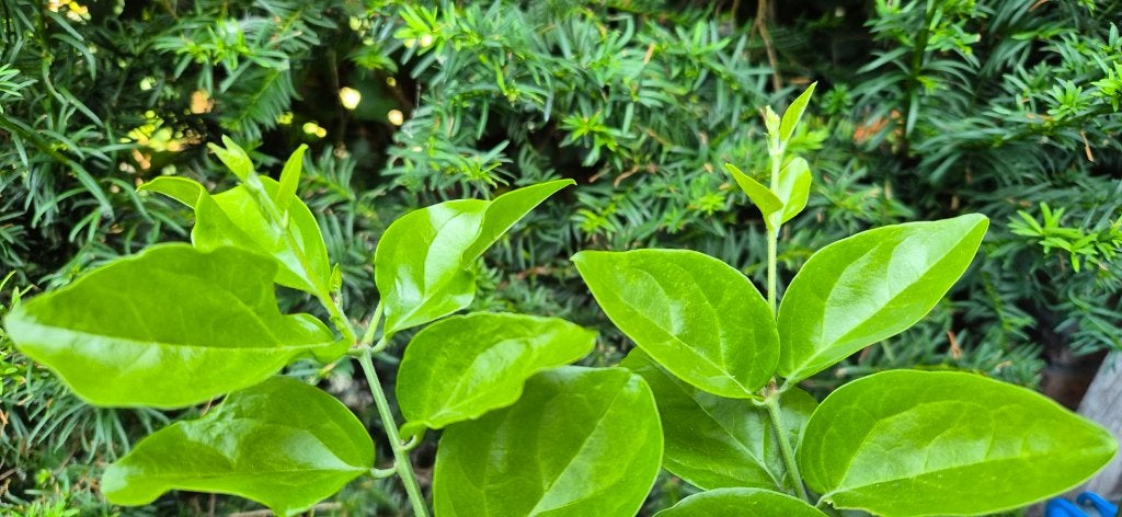 Jasminum sambac (Melati), Volle zon, Vaste plant, Zomer, Ophalen