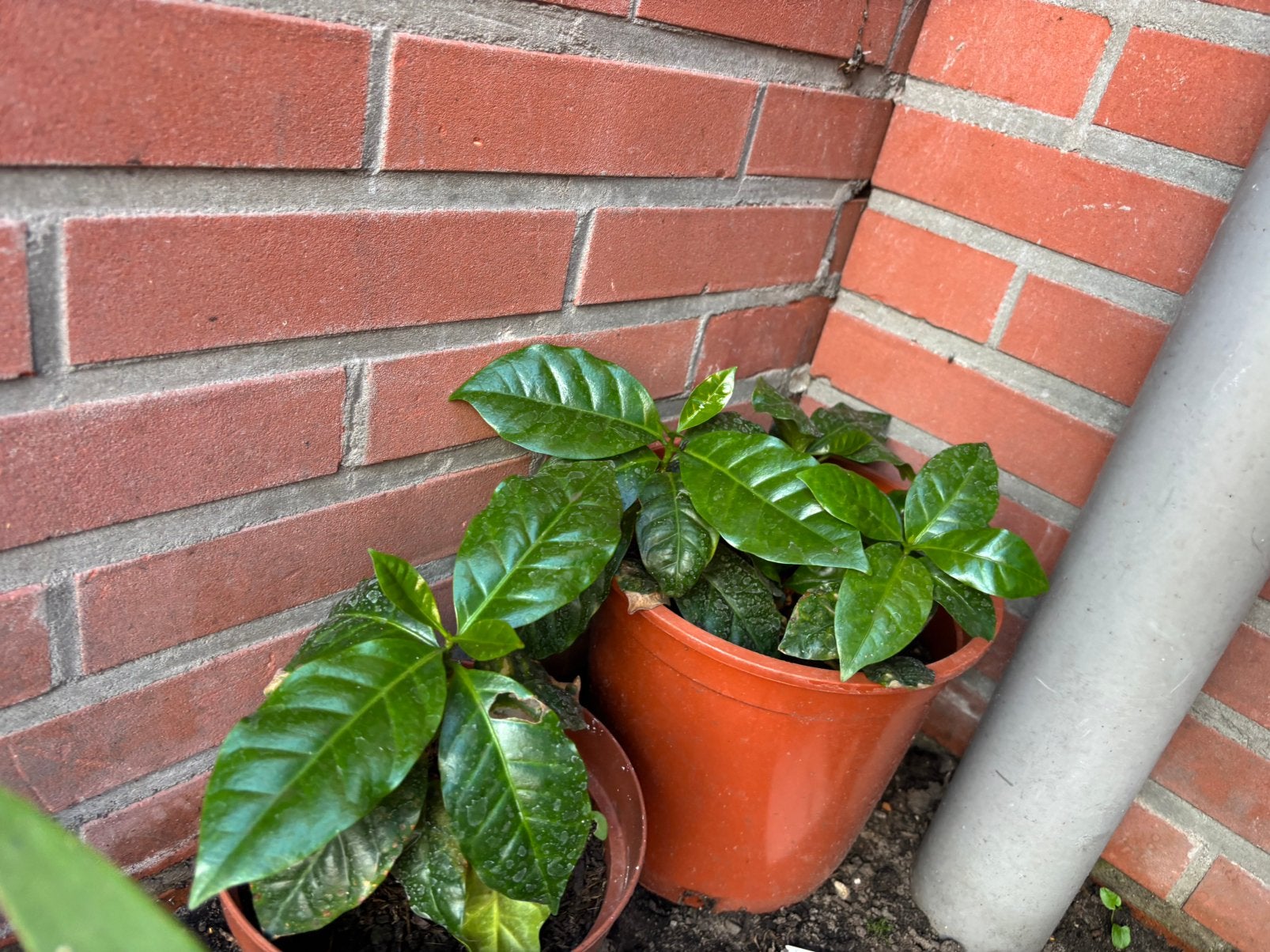Te koop, Ophalen, Halfschaduw, Minder dan 100 cm