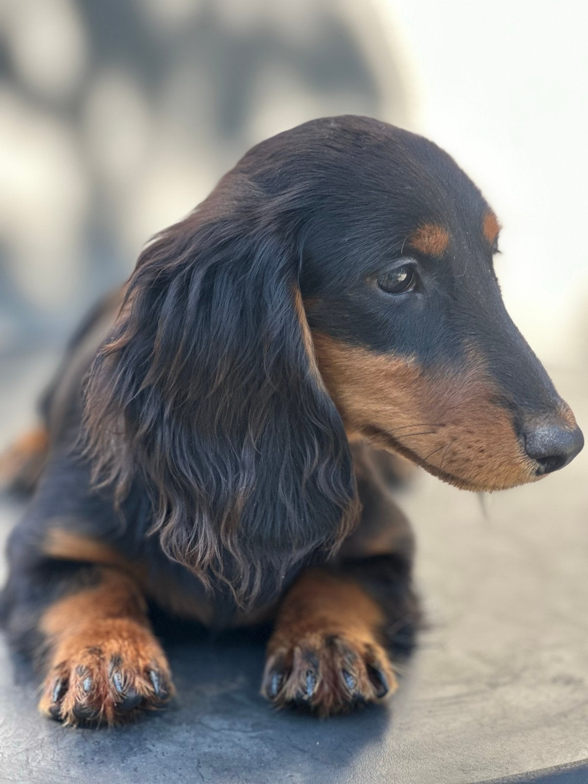 Dwer teckel pups langharig, Parvo, België, Particulier, 15 weken tot 1 jaar