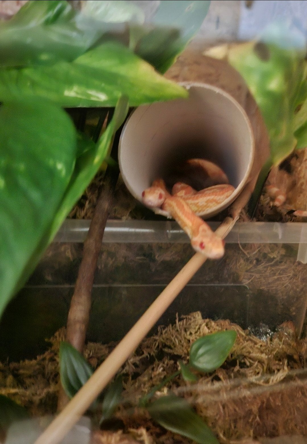 2x rattenslang Rat Snake - unknown for sale from J