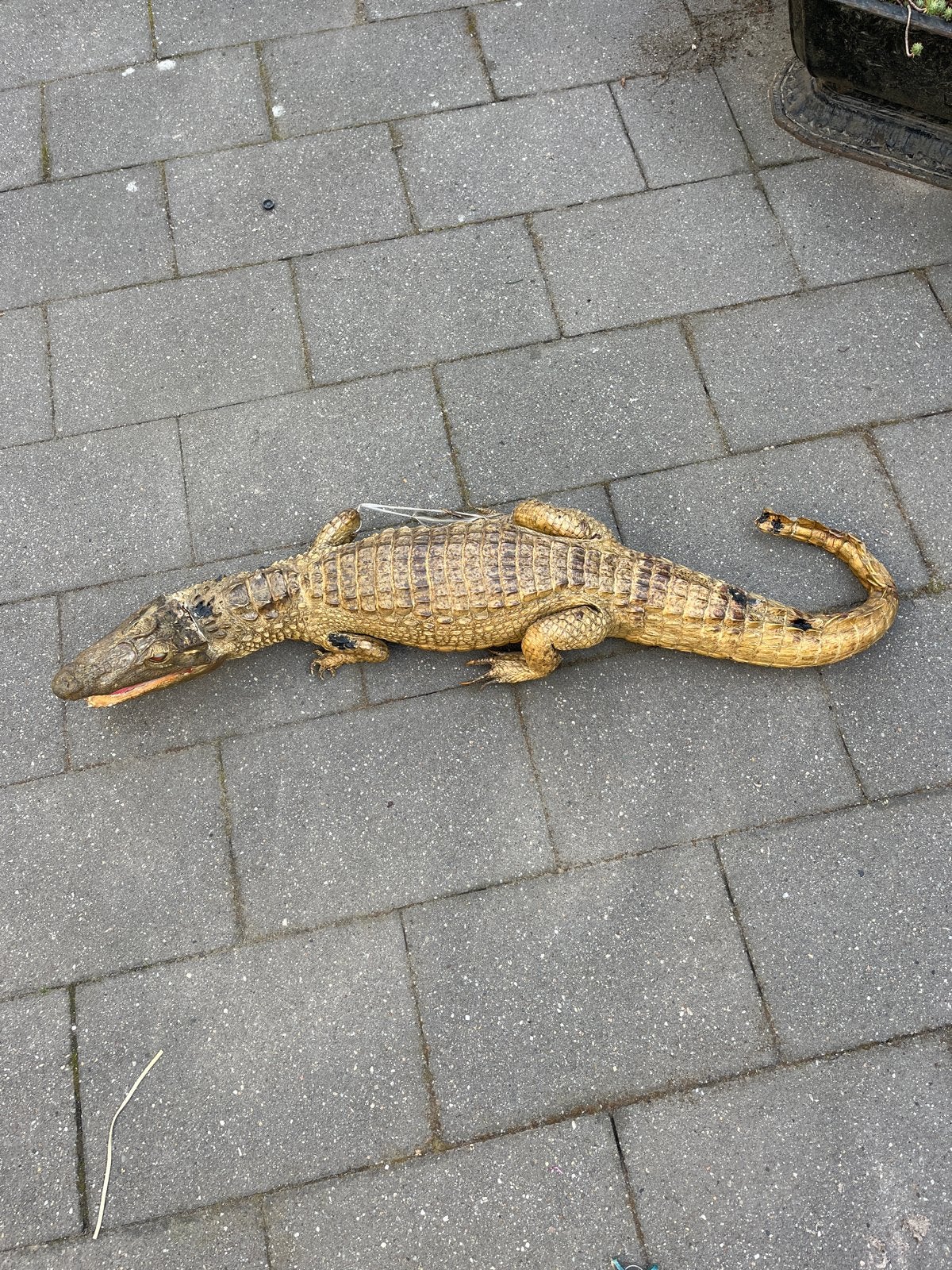 Tekoop opgezette krokodil