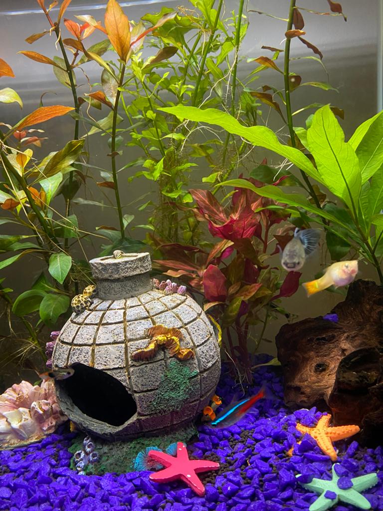 Aquarium superfish 45 liter met alle toebehoren, Dieren en Toebehoren, Ophalen, Gebruikt, Leeg aquarium, Superfish