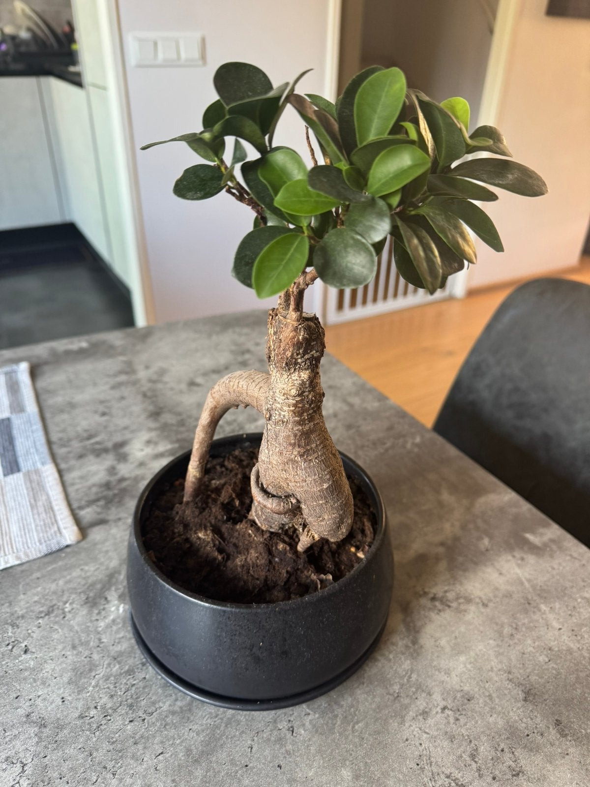 Plant te koop, Ophalen, Ficus, Halfschaduw, In pot
