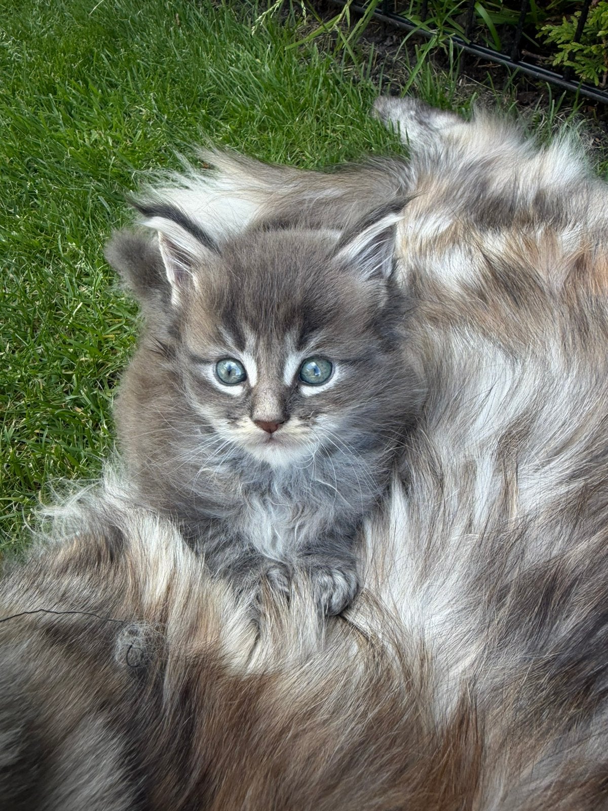 Nog 1 Maine coon kitten Blue Silver Tabby. Kater, Meerdere dieren, 0 tot 2 jaar