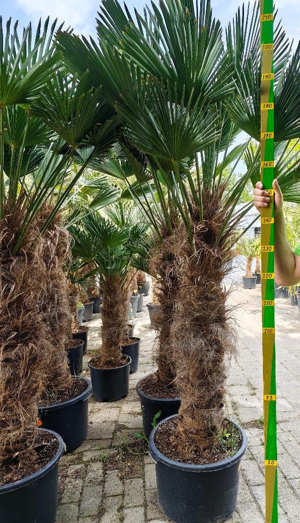 Trachycarpus Wagnerianus palmboom, Tuin en Terras, Planten | Tuinplanten, Ophalen, Bloeit niet, Overige soorten, Volle zon