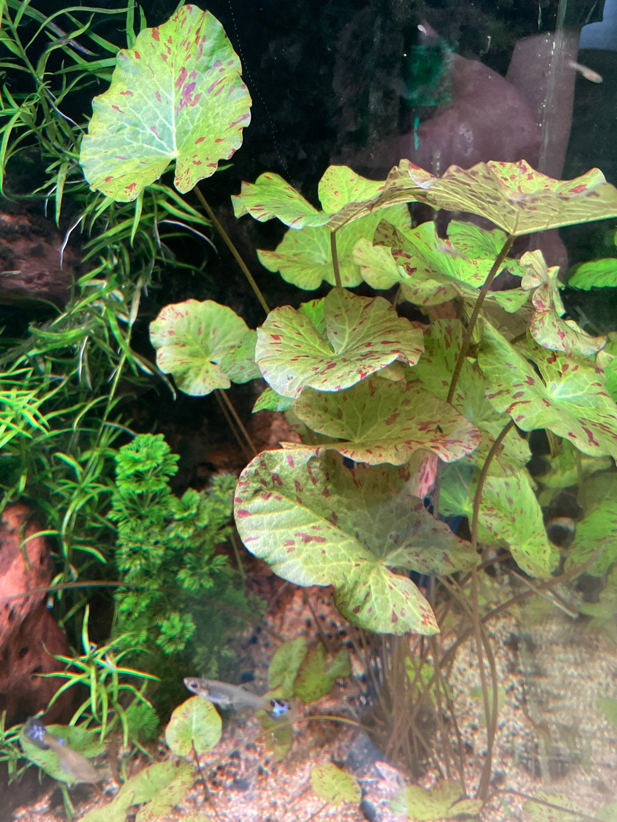Jonge rode lotus aquarium plant, Overige typen