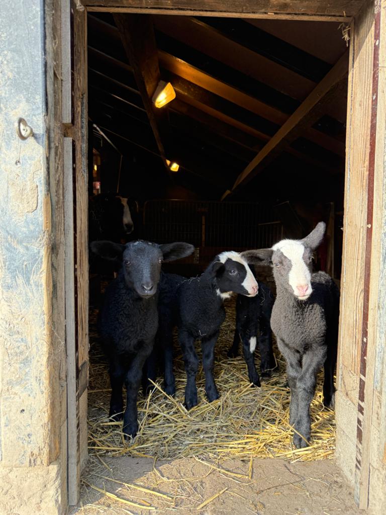 Zwartbles lammeren tekoop, Dieren en Toebehoren, Meerdere dieren, Schaap, 0 tot 2 jaar