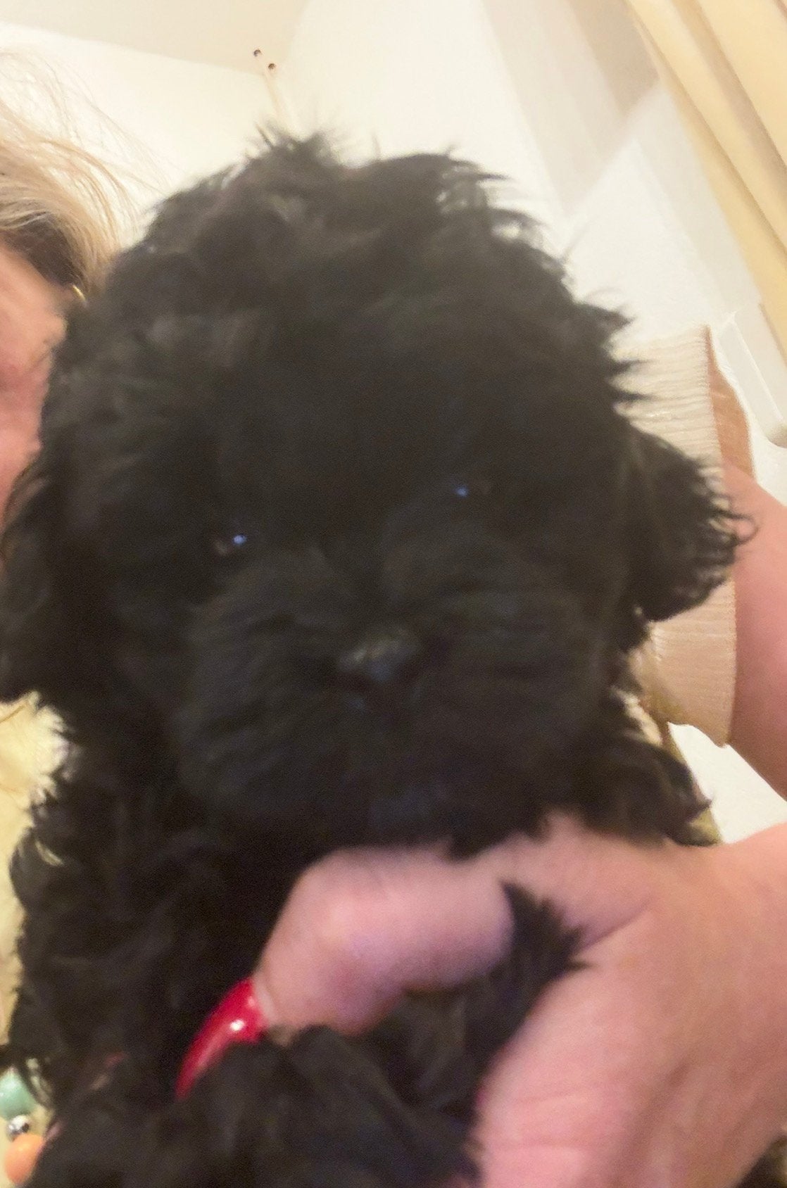 Boom-poo, Dieren en Toebehoren, Honden | Niet-rashonden, Klein, Reu, Particulier, Meerdere, Nederland, 8 tot 15 weken, CDV (hondenziekte)
