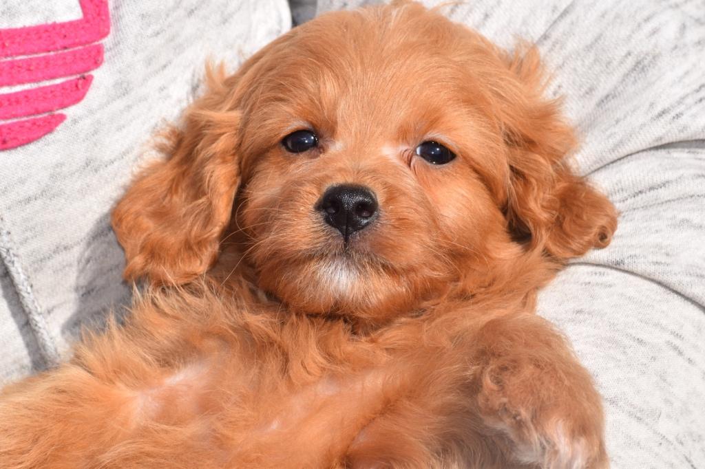 Maltipoo pup, Dieren en Toebehoren, België, 15 weken tot 1 jaar, Meerdere, Meerdere dieren