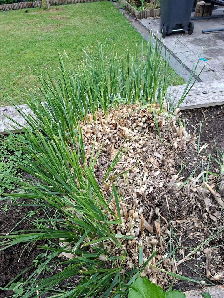 Pampaspluimen plant Gratis, Ophalen, Overige soorten, Volle zon