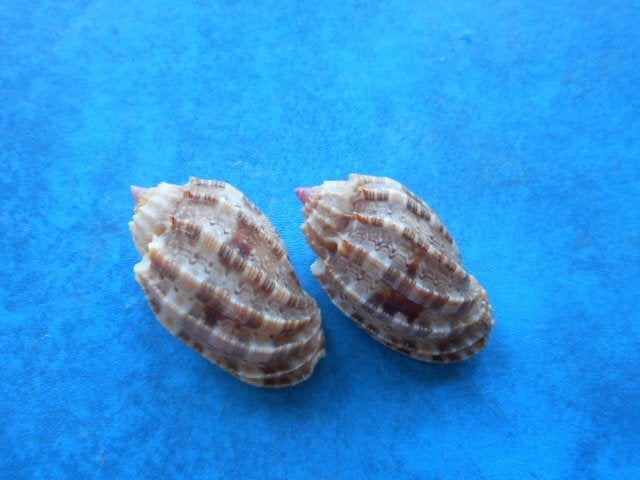 Schelpen: Harpa, Verzamelen, Ophalen of Verzenden, Schelp(en)