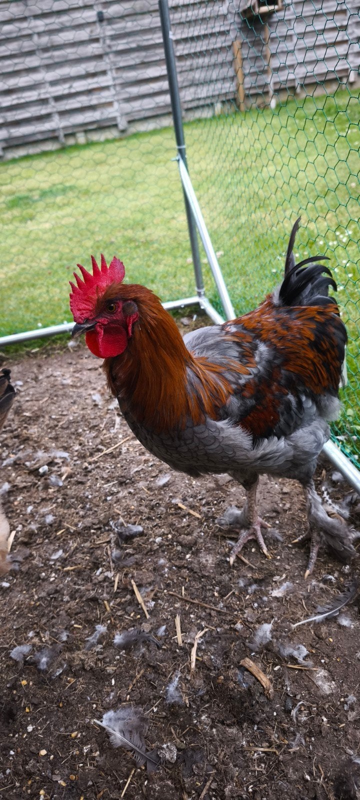 Maran haan, Dieren en Toebehoren, Pluimvee, Mannelijk, Kip