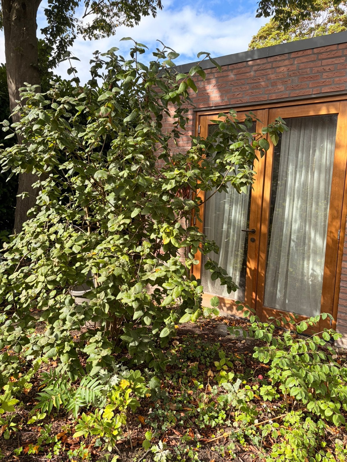 Viburnum lantana, sneeuwbal, Ophalen, Halfschaduw, Overige soorten
