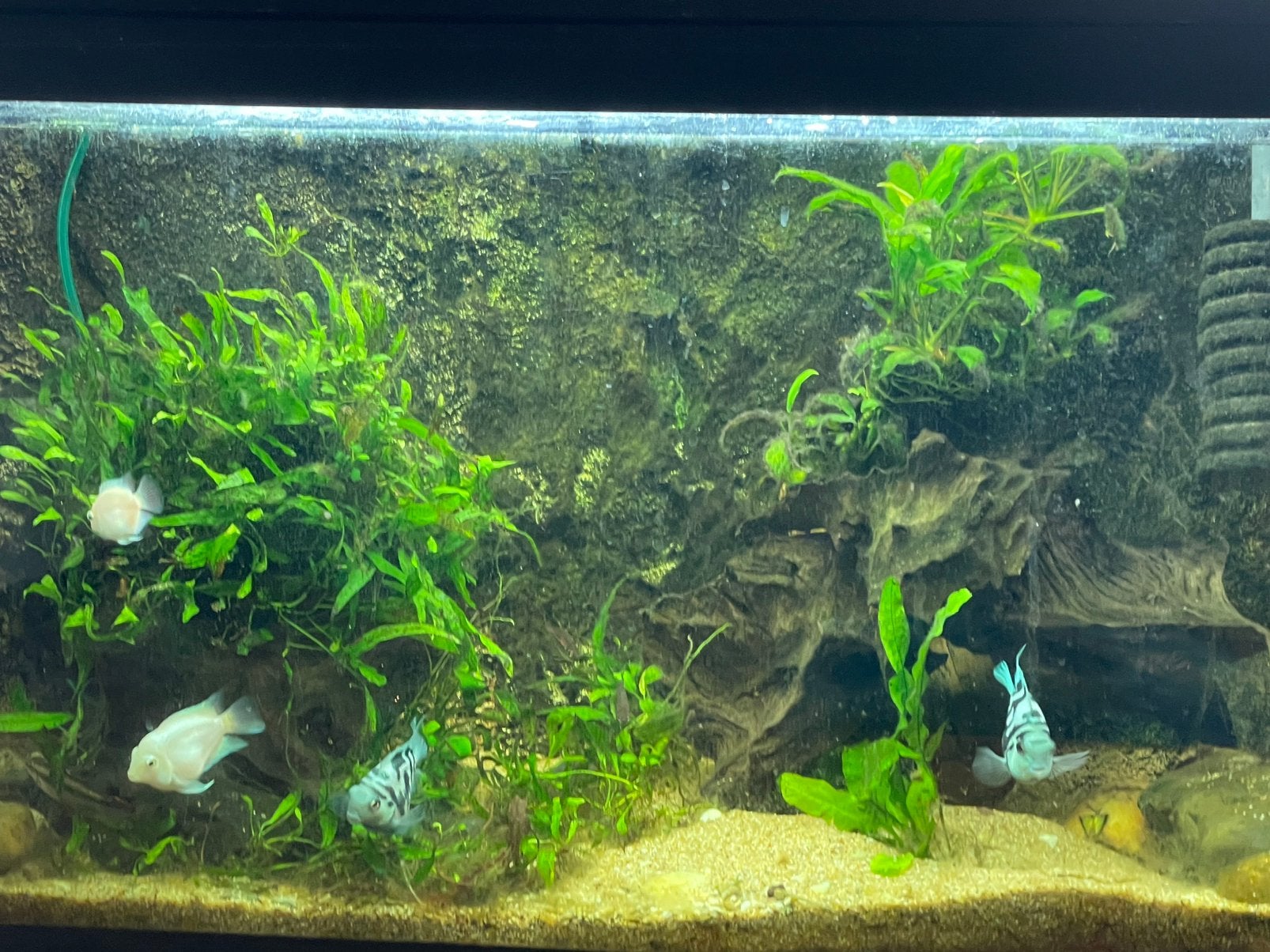 Ferplast aquarium 80x50 incl vissen, Vis