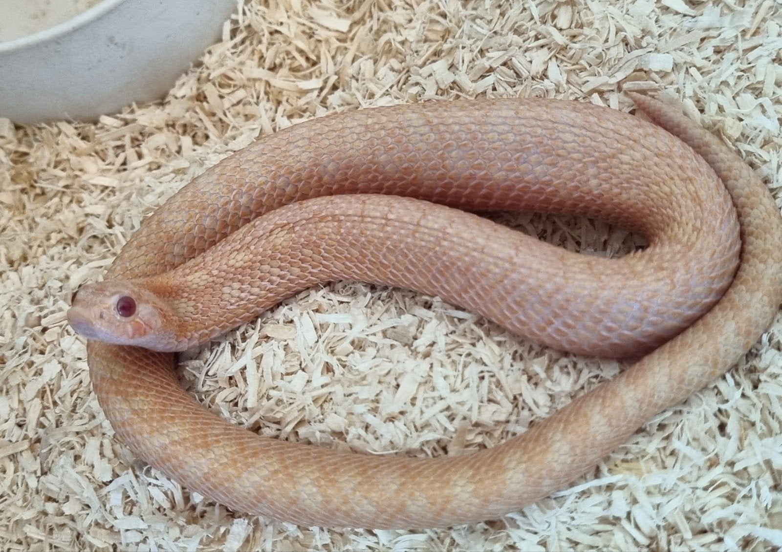 Mooie haakneus kweekgroep sable / arctic sunburst Hognose Snake - male for sale from Rocking Reptiles