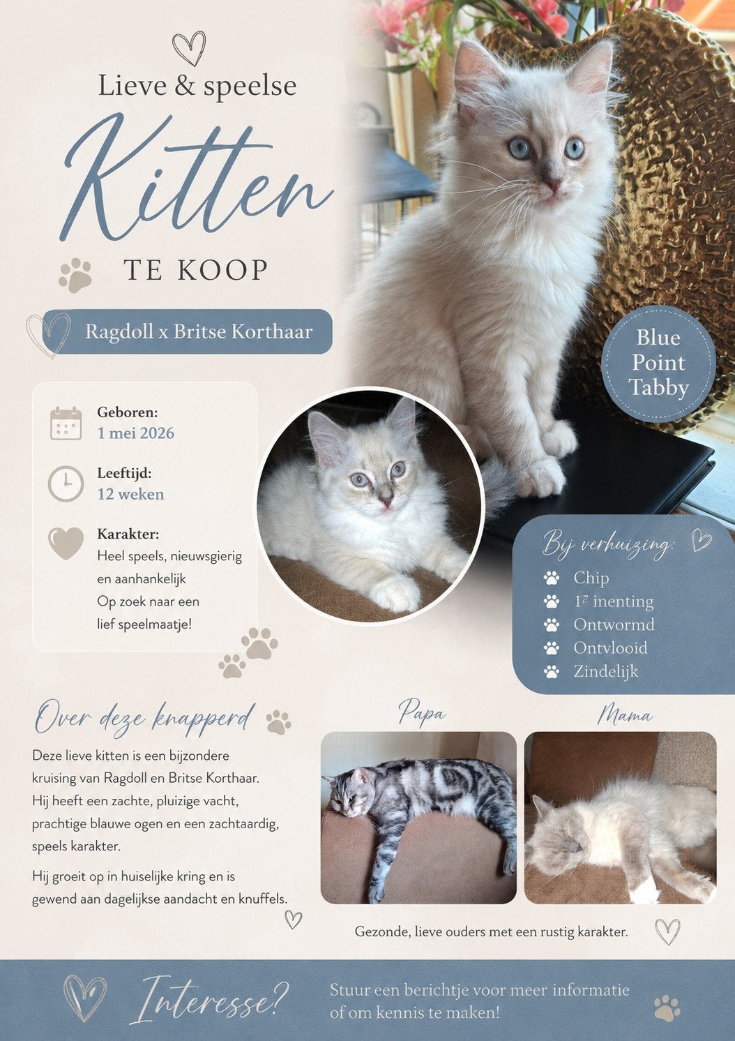Kitten ragdoll x britse korthaar katertje, Kater