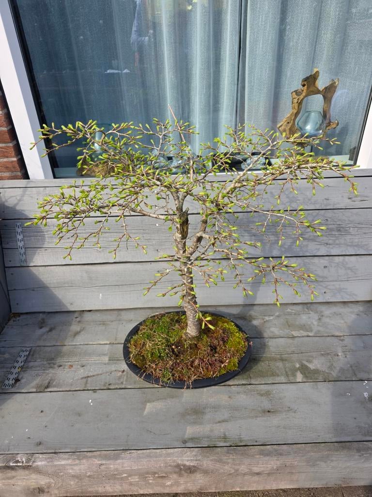 Bonsai DIV, In pot, Bloeit niet, Halfschaduw, Minder dan 100 cm