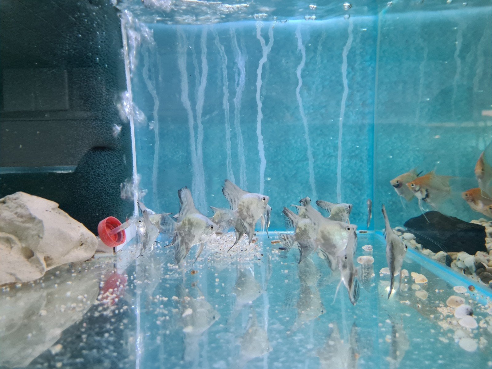 Leopard Blue maanvissen, Dieren en Toebehoren, Vissen | Aquariumvissen, Vis, Zoetwatervis