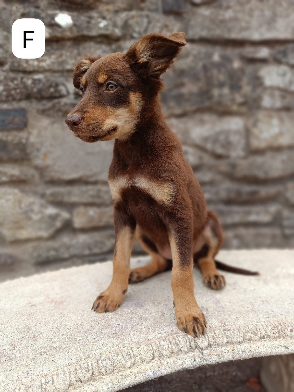 Huntaway x Kelpie pups, Sheepdog, Particulier, Rabiës (hondsdolheid), 8 tot 15 weken